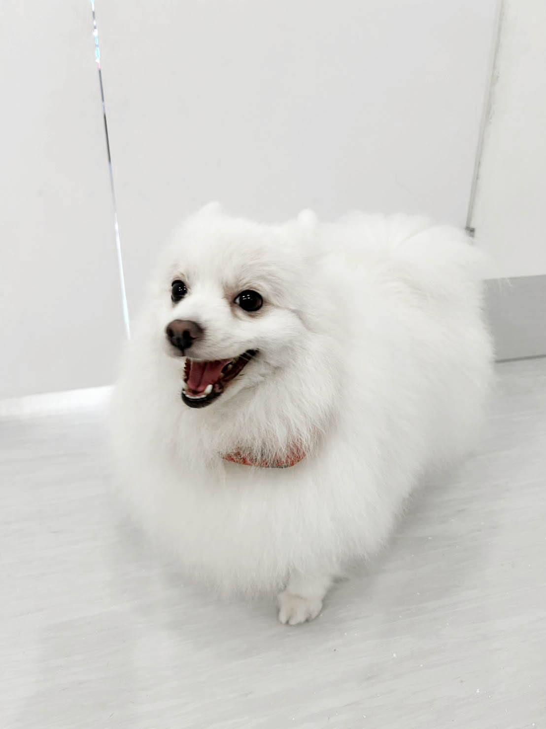 活動區狗狗